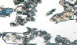 novT14.tif