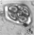 gavril1a.tif