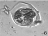 gavril1b.tif