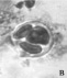 gavril1c.tif