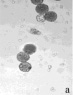 gavril2a.tif