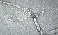 gavril3a.tif