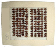 nik3a.tif