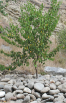 asad2a.tif