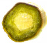 Tr2.tif