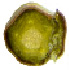 Tr3.tif