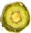 Tr5.tif