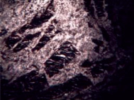jn1c.tif