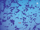 leb3c.tif