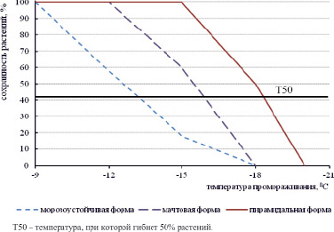 moroz1.tif