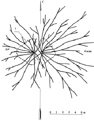 Схема консорции дуба черешчатого