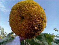 dmitr3.tif